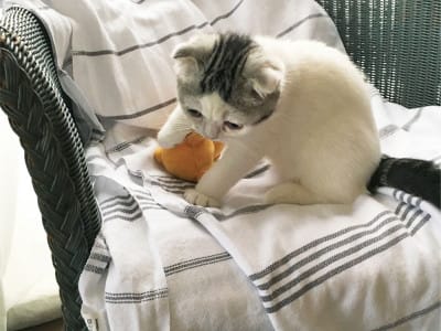 コットンのフリンジタオルとネコさん