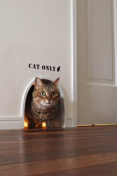 catdoor