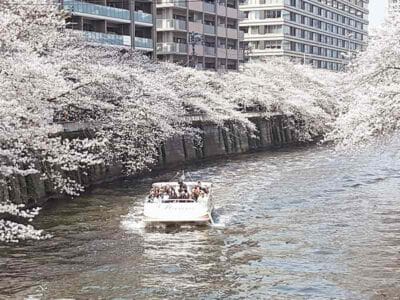桜シーズンの休日ウォーキング